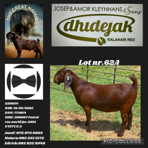 1X KALAHARI RED FLOCK DHIDEJAK KALAHARI RED