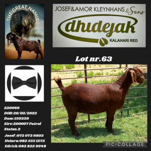 1X KALAHARI RED FLOCK DHIDEJAK KALAHARI RED