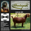1X KALAHARI RED FLOCK DHIDEJAK KALAHARI RED