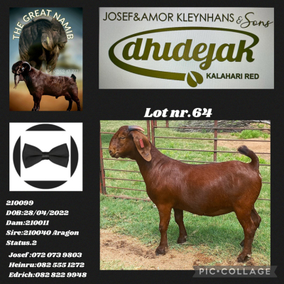 1X KALAHARI RED FLOCK DOE DHIDEJAK KALAHARI RED