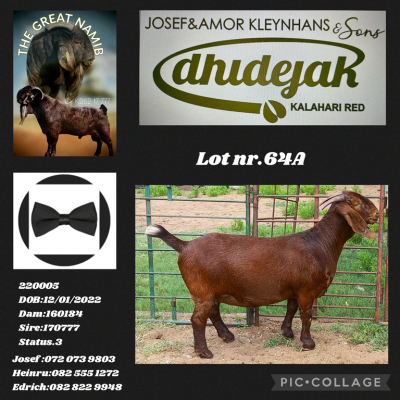 1X KALAHARI RED FLOCK DOE DHIDEJAK KALAHARI RED