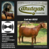 1X KALAHARI RED PS DOE DHIDEJAK KALAHARI RED