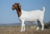 1X BOER GOAT STUD DOE NICO BOTHA BOER GOAT STUD