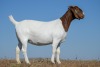 1X BOER GOAT FLOCK DOE NICO BOTHA BOER GOAT STUD