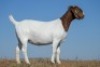 1X BOER GOAT FLOCK DOE NICO BOTHA BOER GOAT STUD