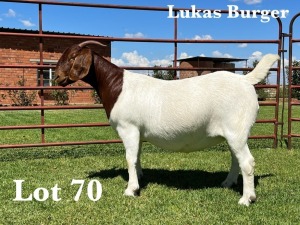 1X BOER GOAT STUD DOE LUKAS BURGER BOER GOAT STUD