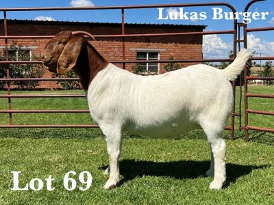 1X BOER GOAT PS DOE LUKAS BURGER BOER GOAT STUD