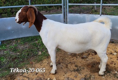 1X BOER GOAT FLOCK DOE TEKOA BOER GOAT STUD