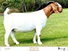 1X BOER GOAT STUD DOE RIETKUIL BOER GOAT STUD