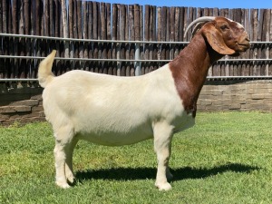 1X BOER GOAT FLOCK DOE KARSTEN BOER GOAT STUD