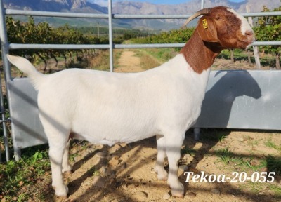 1X BOER GOAT STUD DOE TEKOA BOER GOAT STUD