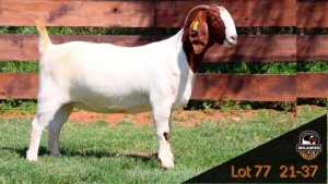 WITHDRAWN - BOER GOAT DOE MILAMIEK BOER GOAT STUD