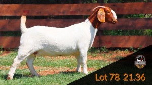 1X BOER GOAT STUD DOE MILAMIEK BOER GOAT STUD