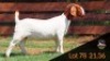 1X BOER GOAT STUD DOE MILAMIEK BOER GOAT STUD