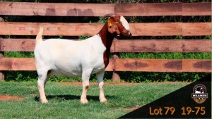 WITHDRAWN - BOER GOAT DOE MILAMIEK BOER GOAT STUD