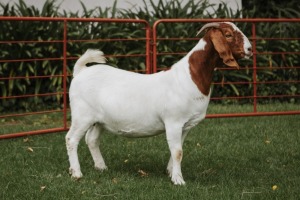 1X BOER GOAT FLOCK DOE PJ VAN RENSBURG BOER GOAT STUD