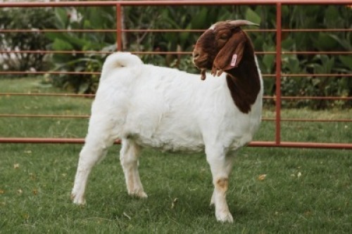 1X BOER GOAT FLOCK DOE PJ VAN RENSBURG BOER GOAT STUD