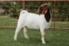 1X BOER GOAT FLOCK DOE PJ VAN RENSBURG BOER GOAT STUD