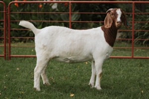 WITHDRAWN- BOER GOAT DOE PJ VAN RENSBURG BOER GOAT STUD