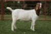 WITHDRAWN- BOER GOAT DOE PJ VAN RENSBURG BOER GOAT STUD