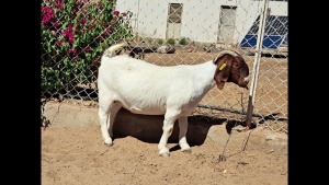 1X BOER GOAT FLOCK DOE NAMA BOER GOAT STUD