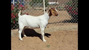 WITHDRAWN- BOER GOAT DOE NAMA BOER GOAT STUD