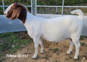 WITHDRAWN - BOER GOAT DOE TEKOA BOER GOAT STUD