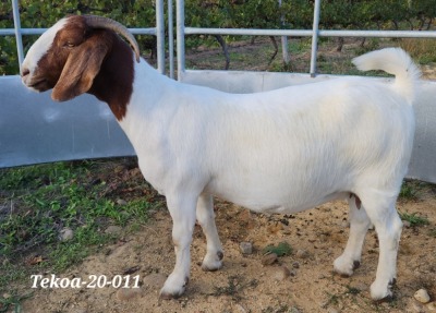 WITHDRAWN - BOER GOAT DOE TEKOA BOER GOAT STUD