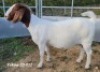 WITHDRAWN - BOER GOAT DOE TEKOA BOER GOAT STUD