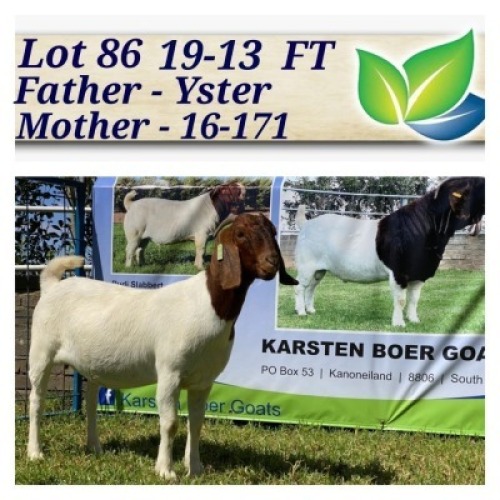 1X BOERBOK OOI/EWE KUDDE/SPEEN