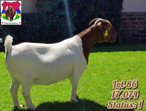 1X BOER GOAT FLOCK DOE PAARDEFONTEIN BOER GOAT STUD