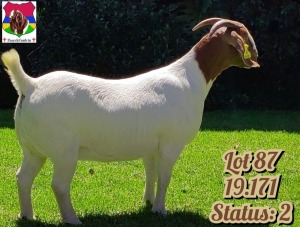 1X BOER GOAT FLOCK DOE PAARDEFONTEIN BOER GOAT STUD