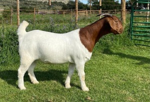 1X BOER GOAT STUD DOE DIRK LOTTER BOER GOAT STUD