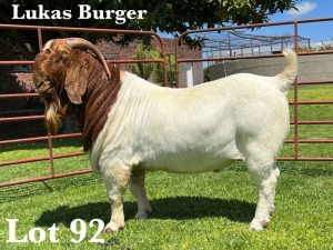 1X BOER GOAT FLOCK BUCK LUKAS BURGER BOER GOAT STUD