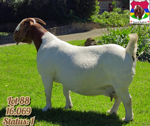 1X BOER GOAT FLOCK DOE PAARDEFONTEIN BOER GOAT STUD