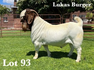 1X BOER GOAT STUD BUCK LUKAS BURGER BOER GOAT STUD