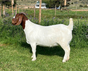 1X BOER GOAT STUD DOE DIRK LOTTER BOER GOAT STUD