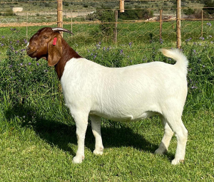 1X BOER GOAT STUD DOE DIRK LOTTER BOER GOAT STUD