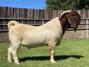 1X BOER GOAT FLOCK BUCK KARSTEN BOER GOAT STUD