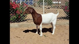 1X BOER GOAT FLOCK DOE NAMA BOER GOAT STUD