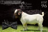 1X BOER GOAT STUD BUCK SALMON VAN HUYSTEEN BOER GOAT STUD