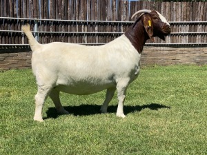 WITHDRAWN- BOER GOAT DOE KARSTEN BOER GOAT STUD