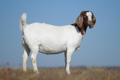 WITHDRAWN- BOER GOAT DOE NICO BOTHA BOER GOAT STUD