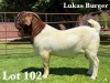 1X BOER GOAT FLOCK BUCK LUKAS BURGER BOER GOAT STUD