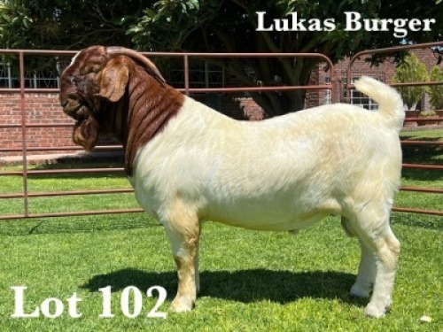 1X BOER GOAT FLOCK BUCK LUKAS BURGER BOER GOAT STUD