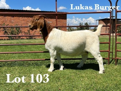 1X BOER GOAT FLOCK BUCK LUKAS BURGER BOER GOAT STUD