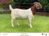 WITHDRAWN- BOER GOAT DOE RIETKUIL BOER GOAT STUD