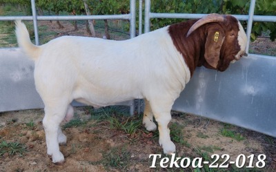 WITHDRAWN- BOER GOAT BUCK TEKOA BOER GOAT STUD