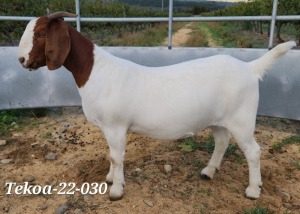 1X BOER GOAT FLOCK DOE TEKOA BOER GOAT STUD