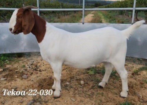 1X BOER GOAT FLOCK DOE TEKOA BOER GOAT STUD